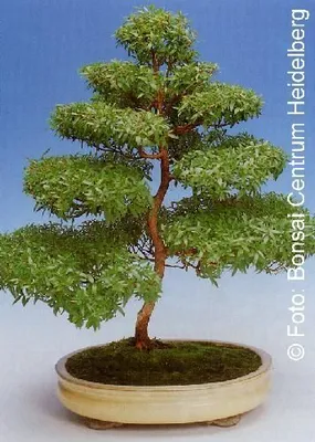 Produktbild von Pflanzensamen, Bonsai - Echte Myrte