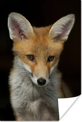 Produktbild von MuchoWow® Poster Fuchs - Porträt - Schwarz 20x30 cm - Papierdruck