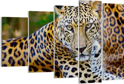 Produktbild von Bild auf Leinwand - Leinwandbild - Leopardpanther Katze Tier Savanne - 150x100cm - Wand Bild - Wanddeko - Leinwanddruck - Bilder - Kunstdruck - Leinwand bilder - Wandkunst - EG150x100-0402