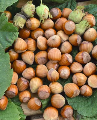 Produktbild von Corylus avellana 'Wunder aus Bollweiler', Haselnuss, 60–100 cm