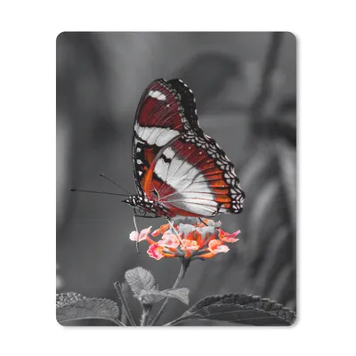 Produktbild von MuchoWow® Mauspad Mousepad Schmetterling - Tiere - Blumen - Schwarz und weiß - Orange 30x40 cm - Mousepads - Maus Mat - Pad - Mausunterlage - Mausmatten