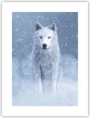 Produktbild von Poster - Poster ohne Rahmen - Weiß Wolf Schnee - 30x40 cm - Wand Bild - Wanddeko - Wandbilder - Kunstposter - Wandposter - Bilder - Kunstdruck - Wanddekoration - Wandbild - P2XPA30x40-5006