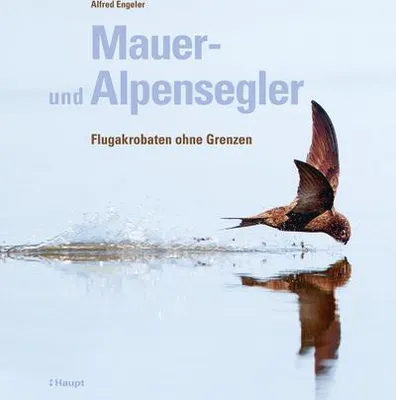 Obrázek produktu pro Mauer- und Alpensegler
