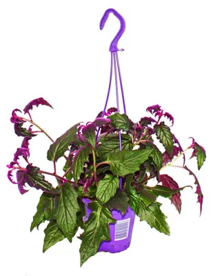 Obrázok produktu pre Gynura Purple Passion – "zamatová listy" – "fialová ortie" – rastlina fialovej farby, 12 cm, na zavesenie
