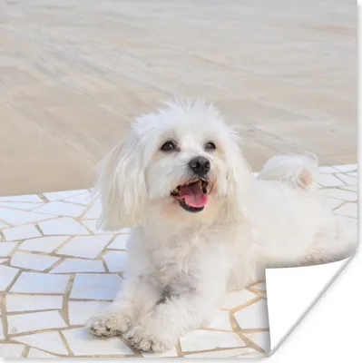 Produktbild von MuchoWow® Poster Ein Malteser Hund liegt auf einem Weg 75x75 cm - Wand Dekoration