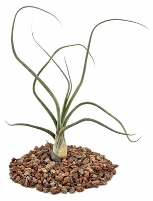 Produktbild von Tillandsia baileyi – lose Pflanze