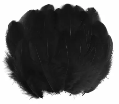 300 schwarze Naturfedern, 8-11 cm, für Basteln & Deko