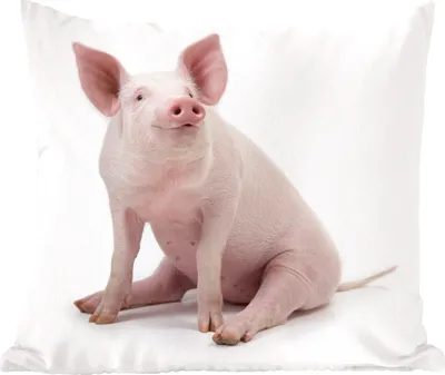 Produktbild von MuchoWow® Zierkissen Sofakissen Wohnzimmer Dekokissen 50x50 cm Schwein - Bauernhoftiere - Weiß - Komfort - Sofakissen