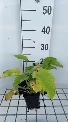 Obrázok produktu pre 6 x Telekia speciosa ( buphthalmum speciosum) - Telekia - Topf 9 x 9 cm