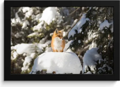 Produktbild von MuchoWow® MuchoWow® Gerahmtes Poster Fuchs - Schnee - Baum 30x20 cm - Poster mit zchwarzem Bilderrahmen - Kunstdruck - Bild-Poster