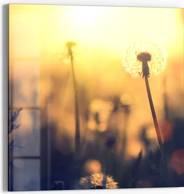 Produktbild von DEQORI Magnettafel Glas 50x50 cm 'Pusteblumenwiese' beschreibbar Whiteboard