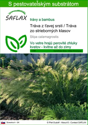Obrázok produktu pre SAFLAX - Tráva z ťavej srsti / Tráva zo strieborných klasov - Stipa calamagrostis - 50 Semená - S pestovateľským substrátom bez klíčkov