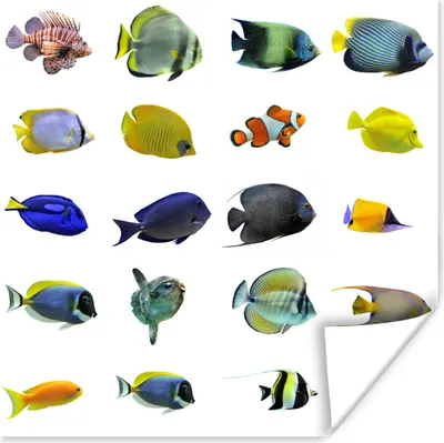 Produktbild von MuchoWow® Poster Fische - Gruppe - Tropisch 50x50 cm - Wohnzimmerdekoration