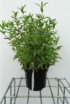 Zdjęcie produktu dla Cistus dansereaui 'Decumbens' - Zistrose 20- 25 cm Pojemnik