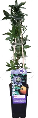 Produktbild von Bloomique - Passiflora Caerulea - Passionsblume - Blau, Weiß - Kletterpflanzen - Gartenpflanzen - Winterhart - 50-70 cm Hoch - Topf 15 cm
