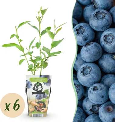 Produktbild von Blaubeere Vaccinium corymbosum Goldtraube winterhart 6 Pflanzen Ø9cm Höhe30cm – Ertragreiche Heidelbeere für Garten Balkon & Terrasse