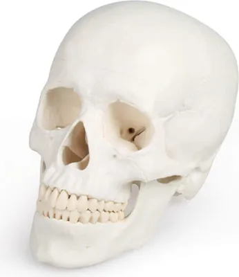 Immagine prodotto di Modello di cranio Erler in 3 parti