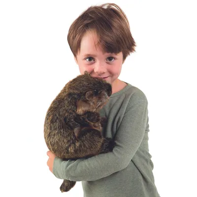 Produktbild von Folkmanis Groundhog, Handpuppe, Tier, 1 Stück(e)