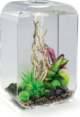 Produktbild von Aquarium 45l transparente konturen Oase LIFE45MCR TRANSPARENT