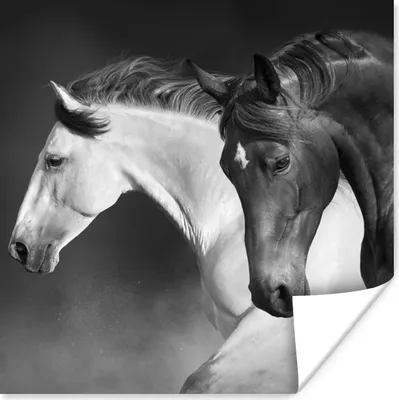 Produktbild von MuchoWow® Poster Pferde - Tiere - Schwarz - Weiß - Porträt 30x30 cm - Wandposter - Printing