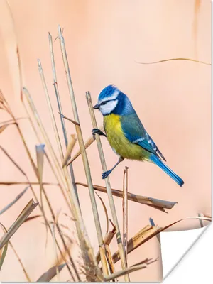 Produktbild von MuchoWow® Poster Vogel - Blaumeise - Schilf 120x160 cm - Wandbilder