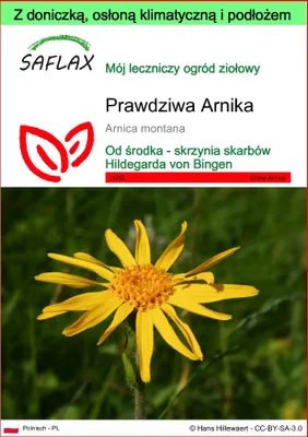 Zdjęcie produktu dla SAFLAX - Garden to go - Prawdziwa Arnika - 40 Nasiona - Z doniczką, pokrywą klimatyczną i podłożem do uprawy - Arnica montana