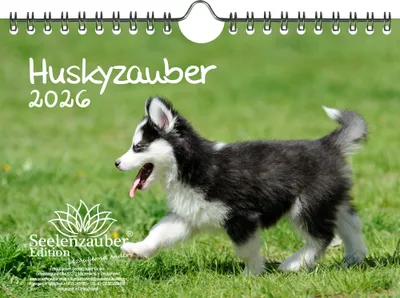 Produktbild von Huskyzauber DIN A5 Kalender für 2026 Welpen und Hunde - Seelenzauber