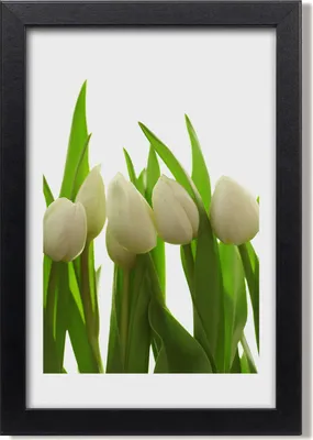 Produktbild von Bild 20x30 MDF-Rahmen, Wandkunst Weiße Tulpen