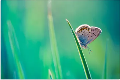 Produktbild von MuchoWow® Poster Schmetterling - Gras - Licht 60x40 cm - Schlafzimmerdekoration