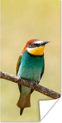 Produktbild von MuchoWow® Poster Vögel - Tiere - Bienenfresser 60x120 cm - Wandschmuck