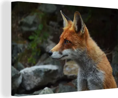 Produktbild von OneMillionCanvasses® - Leinwandbilder - 140x90 cm, Fuchs - Orange - Steine, Wandbilder Kunstdruck Wanddekoration