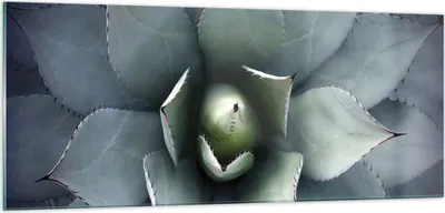 Produktbild von Bilder auf glas - Einteilig - Blau Blätter Agave - 100x40cm - Glasbilder - Wandbilder - Bilder - zum Aufhängen bereit - Wanddekoration aus Glas - Glas Bilder - Wandbild auf Glas - GAB100x40-5133