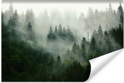 Produktbild von Muralo Selbstklebende Fototapete WALD IM NEBEL Natur Landschaft 3D Br. 254cm x Hö. 184cm Wandtapete für Wohnzimmer