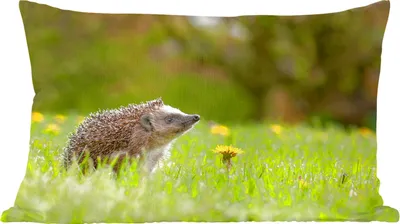 Produktbild von MuchoWow® Zierkissen Sofakissen Wohnzimmer Dekokissen 60x40 cm Igel im Gras - Kopfkissen - Polster mit Foto