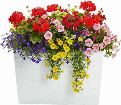 Immagine prodotto di HowHomely | Fioriera - Vaso per piante - bianco - 36x56 cm - Vaso scanalato - Coprivaso - Vaso da fiori