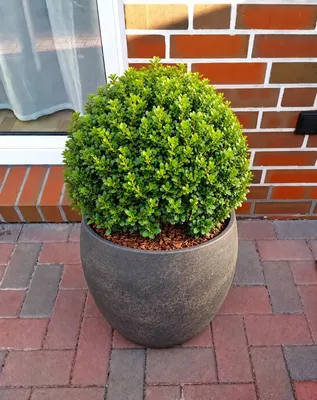 Produktbild von Ilex crenata Glorie Gem Kugel japanische Stechpalme Kugelschnitt 30 - 35 cm