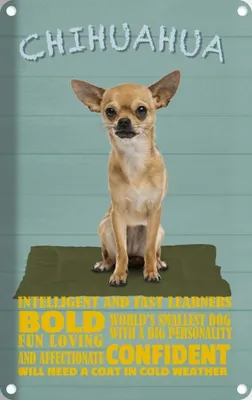 Produktbild von vianmo Blechschild 30x20 cm Chihuahua Hund bold confident Tier Haustier