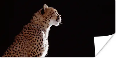 Produktbild von MuchoWow® Poster Gepard - Tiere - Licht 40x20 cm - Poster für die Wand - Poster Schlafzimmer