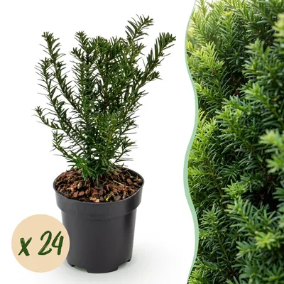 Produktbild von Taxus baccata - Eibe - Heckenpflanzen - Immergrün - Grün - Winterhart - Pflegeleicht - 24 Pflanzen - Topf Ø 9 cm - Höhe 20-30 cm