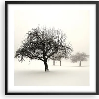 Produktbild von Gerahmtes Poster - Schwarzer Rahmen - Bäume Schnee Nebel - 50x50 cm - Wand Bild - Wanddeko - Wandbilder - Kunstposter - Wandposter - Bilderrahmen - Bilder - Kunstdruck - Wandbild - P2BAC50x50-4136