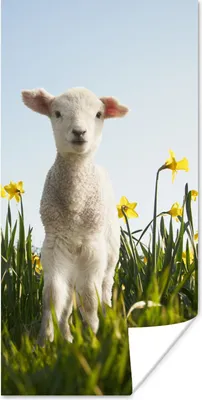 Produktbild von MuchoWow® Poster Lamm - Blumen - Narzissen 60x120 cm - Wandschmuck