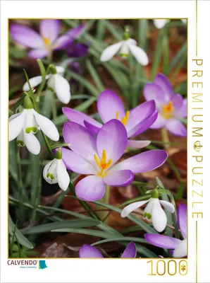 Produktbild von CALVENDO Puzzle Schneeglöckchen und Krokusse | 1000 Teile Lege-Größe 64x48cm Foto-Puzzle für glückliche Stunden