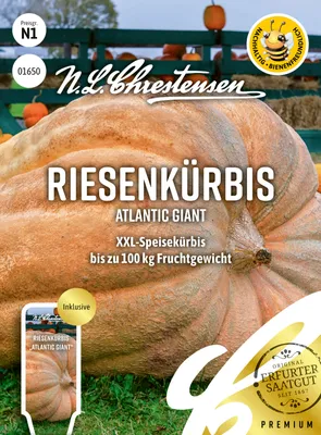 Produktbild von Riesenkürbis Atlantic Giant | Riesenkürbissamen von N.L. Chrestensen