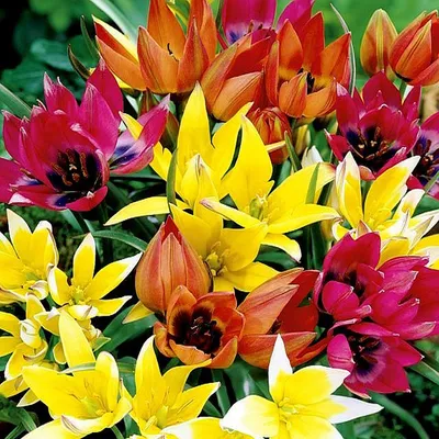Zdjęcie produktu dla Tulipan Botaniczny Mix 10 szt. Tulipany Cebulki Tulipanów Cebule