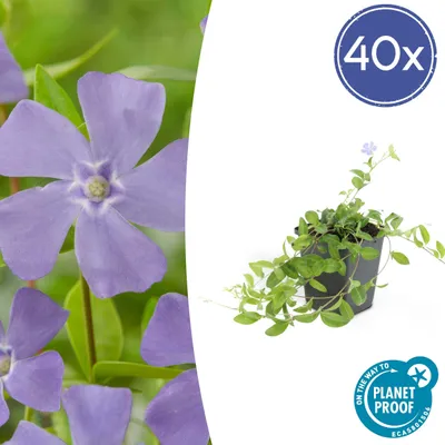 Produktbild von Vinca minor | 6 Stücke - 10-25cm - Ø9cm - Gartenpflanze - Multideal