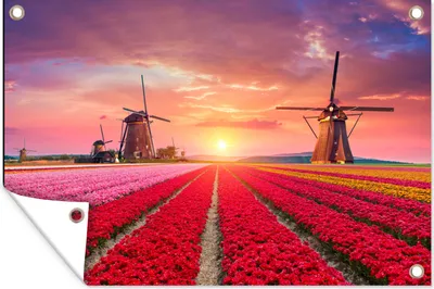 Obrázek produktu pro MuchoWow® Zahradní plakáty - Květiny - Větrný mlýn - Tulipány - Západ slunce - Růžová - 60x90 cm - Zahradní dekorace