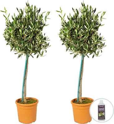 Produktbild von Bloomique - 2er-Set - Olea Europaea - Olivenbaum auf Stamm - Gartenpflanzen - Winterhart - Inklusive Pflanzennahrung - 80-100 cm Hoch - Topf 19 cm