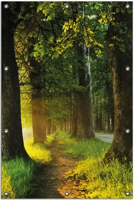 Produktbild von Wallario Outdoor-Poster für Garten oder Balkon, Motiv Allee bei Sonnenuntergang, in ca. 80 x 120 cm
