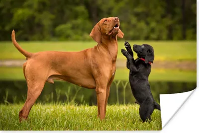 Produktbild von MuchoWow® Poster Ein Welpe spielt mit einem erwachsenen Hund 60x40 cm - Schlafzimmerdekoration
