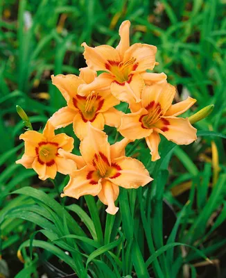 Zdjęcie produktu dla Hemerocallis x cult. 'Lynn Hall', Taglilie, różowy, ok. 11x11 cm Topf